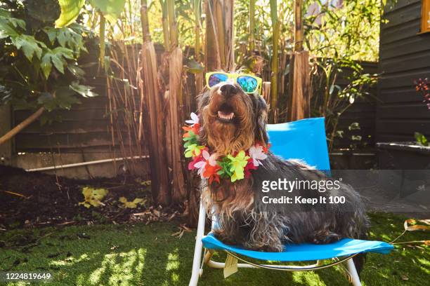 dog wearing sunglasses - animals in clothes stock-fotos und bilder