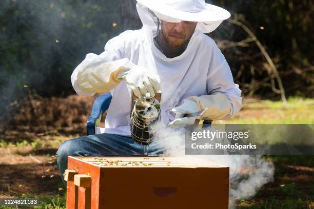 beekeeping - beekeeper stock pictures, royalty-free photos & images