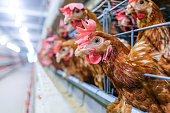 Egg Production and Chick Production - Laying hens