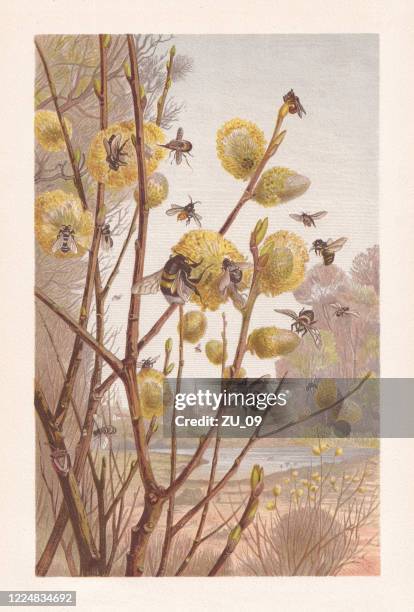 insects in the spring, chromolithograph, published in 1884 - chromolithograph stock illustrations
