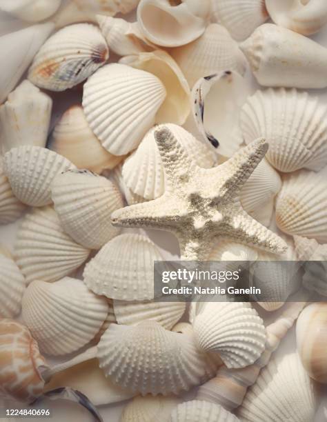 seashells and starfish - starfish stockfoto's en -beelden