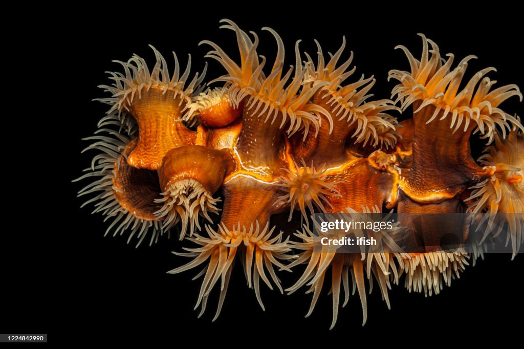 Vackra havsanemoner, gorgoniska omslag Nemanthus annamensis, Pantarsundet, Indonesien