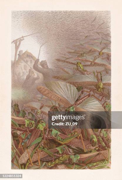 ilustraciones, imágenes clip art, dibujos animados e iconos de stock de enjambre de saltamontes (langosta migratoria), cromolitografía, publicado en 1884 - locust