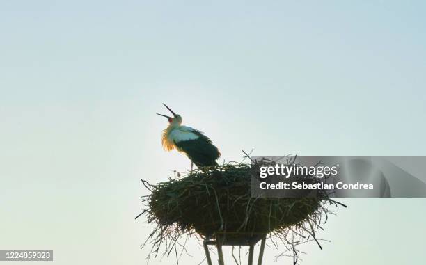 stork in the nest on a pole, stork in the nest. he returned home and now singing his song. - flock of birds stock illustrations bildbanksfoton och bilder