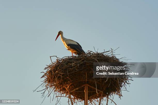 white stork (ciconia ciconia) in the nest on the pole. - flock of birds stock illustrations bildbanksfoton och bilder