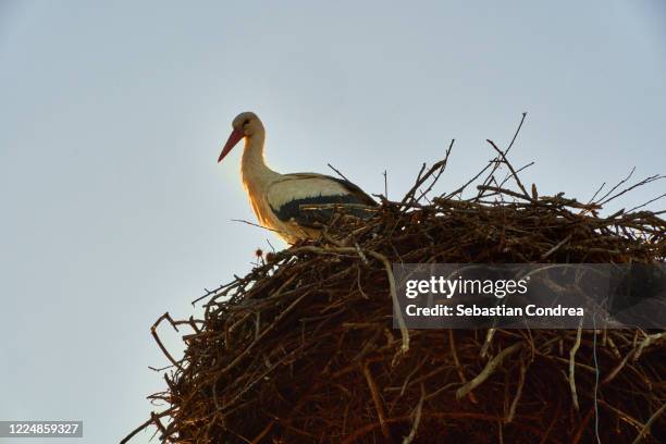 stork in the nest on a pole, stork in the nest. he returned home and now brings his body. - flock of birds stock illustrations bildbanksfoton och bilder