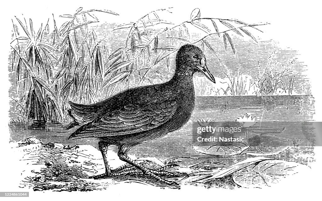 Common moorhen (Gallinula chloropus)