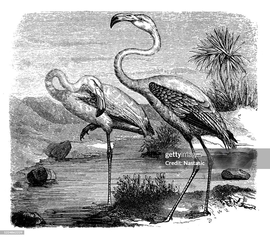 Greater Flamingo (Phoenicopterus Roseus)