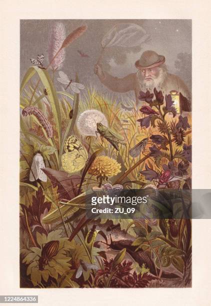 bildbanksillustrationer, clip art samt tecknat material och ikoner med nattliga aktiviteter av insekterna, kromolitografi, publicerad 1884 - caterpillar