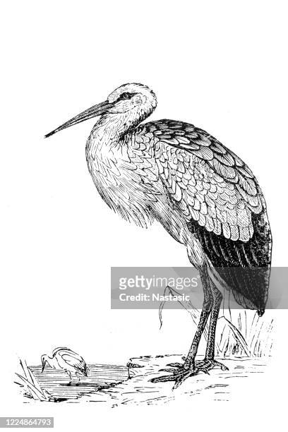 white stork (ciconia ciconia) - white stork stock illustrations