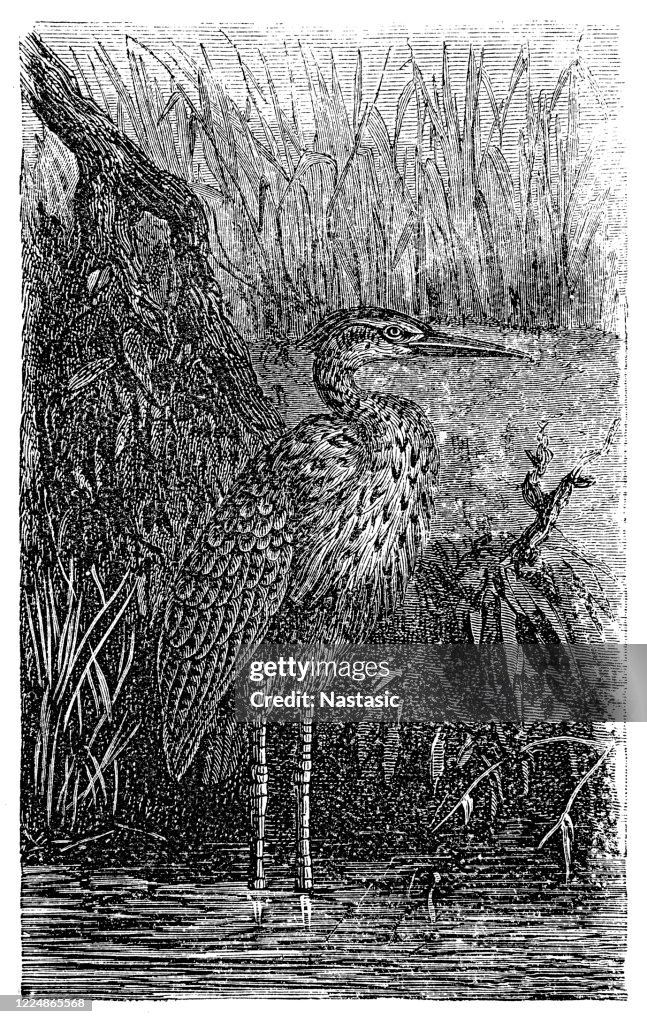 The Eurasian bittern or great bittern (Botaurus stellaris)