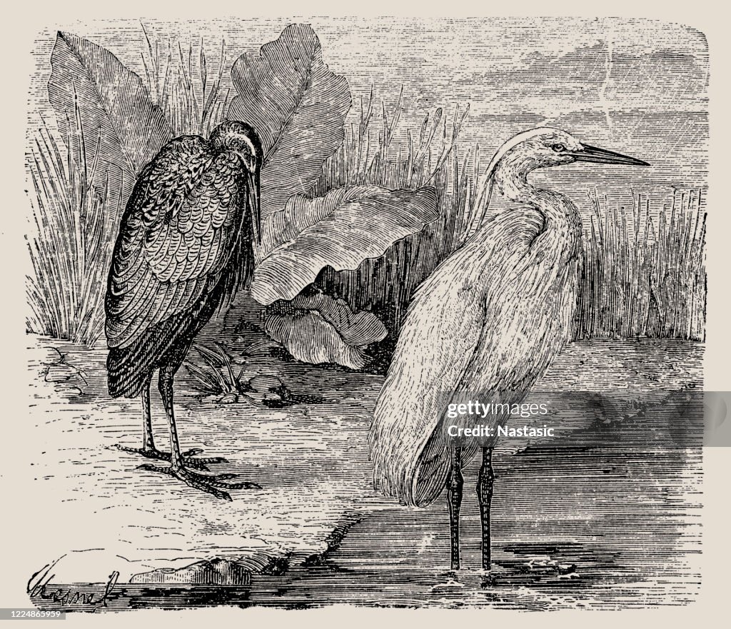 Grey Heron (Ardea Cinerea) and (Ardea Garzetta)