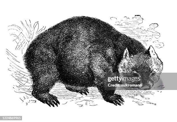 old engraved illustration of wombat - marsupialia, monetremata, endetata animals - wombat white background stock pictures, royalty-free photos & images