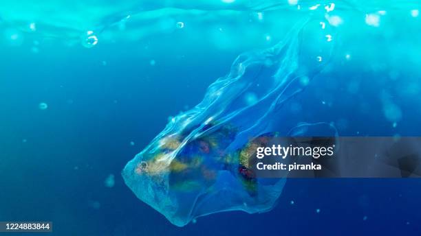 fisch in einer plastiktüte - animals in captivity stock-fotos und bilder