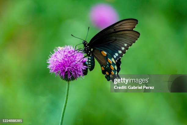 a texas butterfly - mammal stock pictures, royalty-free photos & images