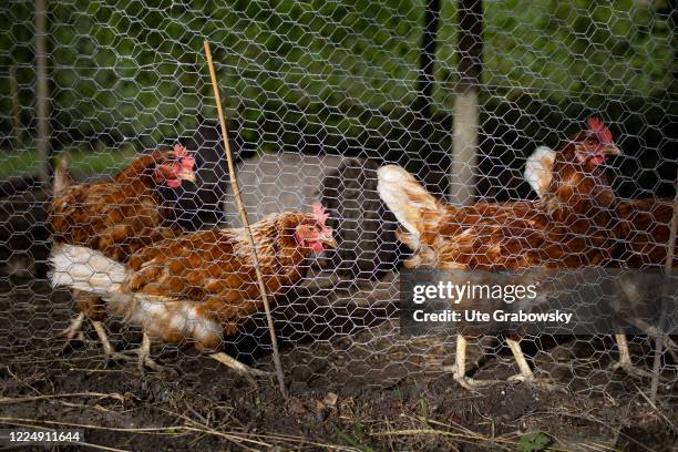 In this photo illustration chickens are in the barn on June 20, 2020 in Oostkapelle, Netherlands.