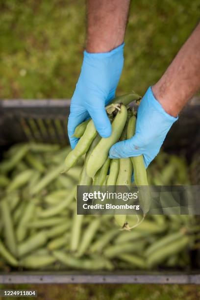 Farm worker holds freshly picked broad beans at Secretts farm in Milford, Surrey, U.K. On Monday, July. 6, 2020. Photographer: Jason Alden/Bloomberg...