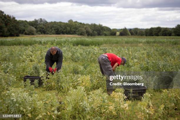 Farm workers pick broad beans at Secretts farm in Milford, Surrey, U.K. On Monday, July. 6, 2020. Photographer: Jason Alden/Bloomberg via Getty...