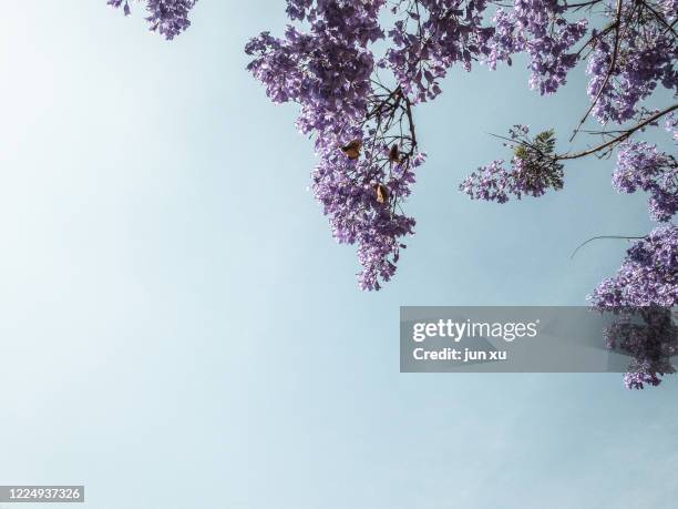 purple jacaranda in full bloom under a blue sky - jacaranda tree stock pictures, royalty-free photos & images