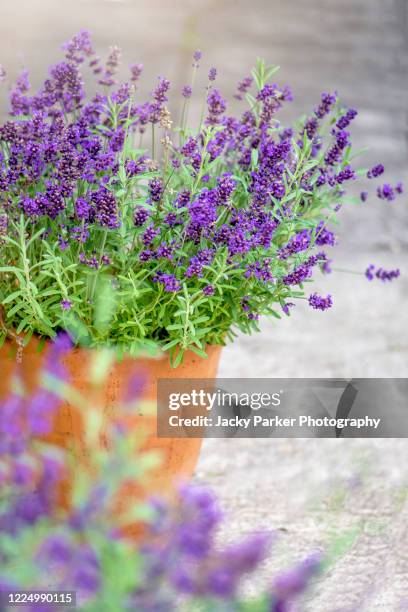 close-up image of beautiful summer flowering, lavender, purple flowers in terracotta pots - lavendelkleurig stockfoto's en -beelden