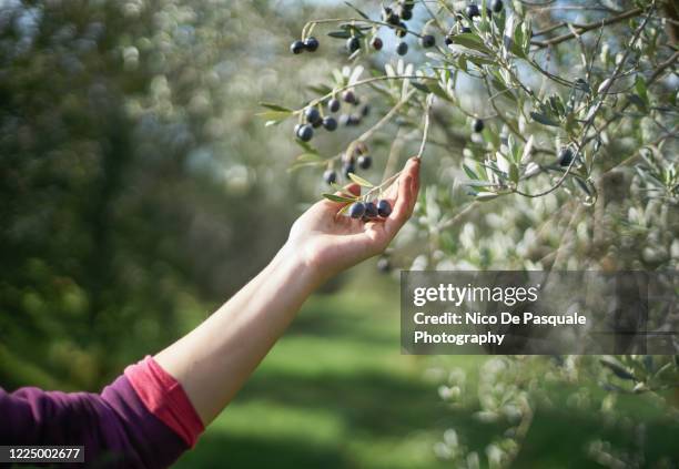 harvesting olives - olive orchard fotografías e imágenes de stock