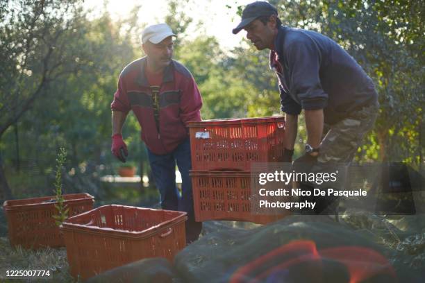 harvesting olives - olive fruit stockfoto's en -beelden