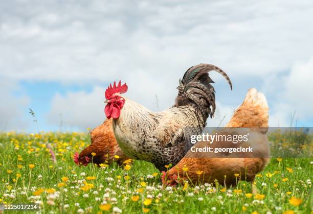 cockerel and hens outdoors in summer meadow - animal welfare chicken stock pictures, royalty-free photos & images