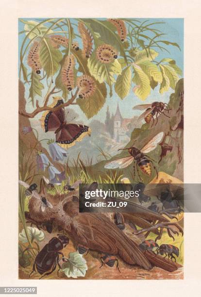 carrion insects, chromolithograph, published in 1884 - nicrophorus stock illustrations