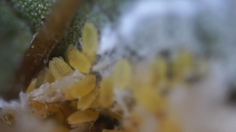 Scale Insect Plants Videos and HD Footage - Getty Images