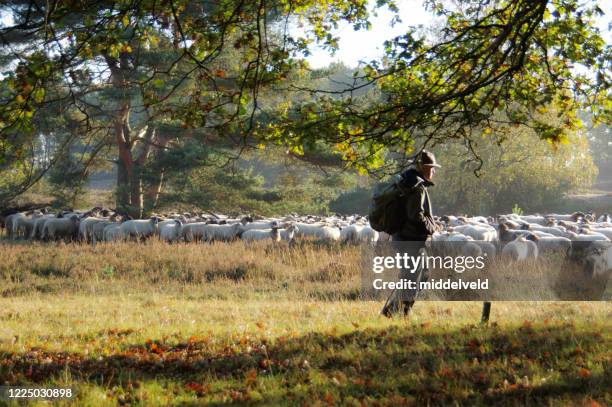 shepherd with flock of sheep - herding stock pictures, royalty-free photos & images