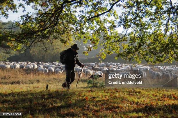 Shepherd's Rushed 25,833 Shepherd Bush Stock Photos, High-Res Pictures, and Images ...