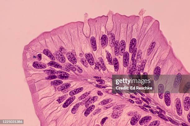 simple columnar epithelium and many goblet cells covering a villus in the small intestine, 100x - lamina propria stock-fotos und bilder