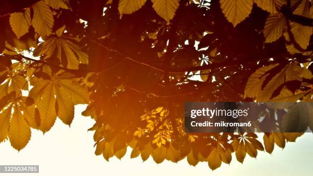 horse chestnut leaves in the light of the sunset time - horse chestnut imagens e fotografias de stock