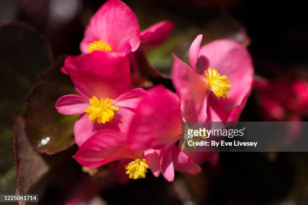 pink begonia flowers - schiefblattgewächse stock-fotos und bilder