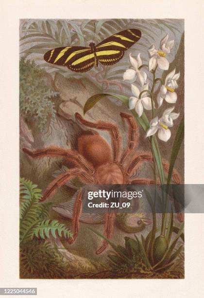 tarantula (avicularia avicularia), chromolithograph, published in 1884 - tarantula stock illustrations