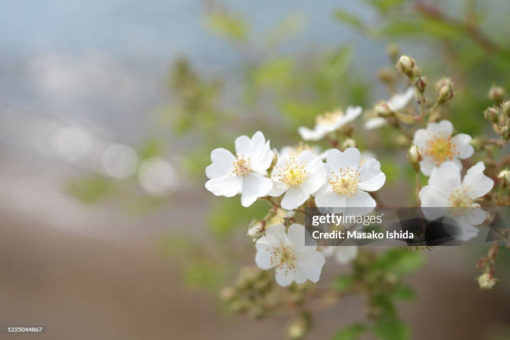 Lovely pure white rose -Rosa multiflora ( Japanese Rose,Noibara) in bloom on the shore of a lake.