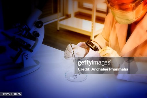 A microbiologist performs Bacteriological testing in the Laboratory A microbiologist performs Bacteriological testing in the Laboratory