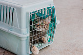 Sad cat behind bars, closed in trasport box or pet carrier. Homeless pets and veterinary concept.