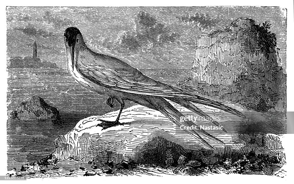 Tern (Sterna hirundo)