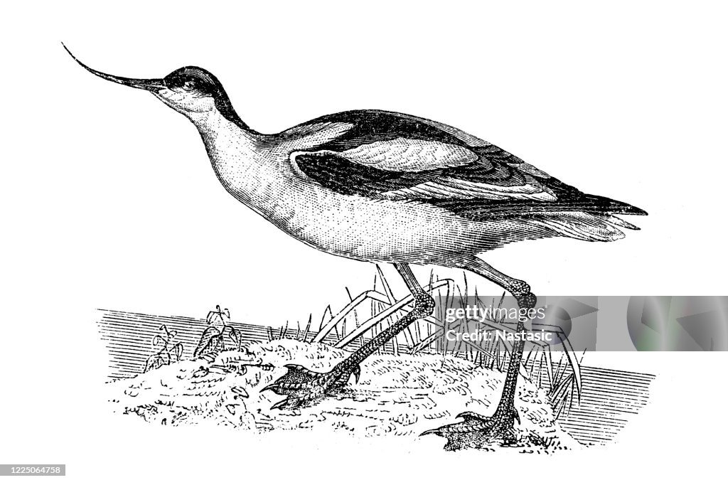 Pied avocet (Recurvirostra avosetta)