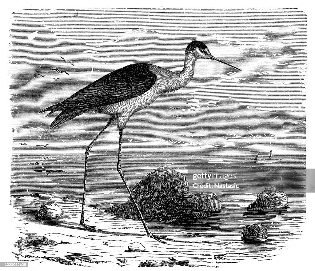 Il trampoliere dalle ali nere (Himantopus himantopus) è un trampolieri a zampe molto lunghe ampiamente diffuso nella famiglia degli avocet e trampolieri (Recurvirostridae)