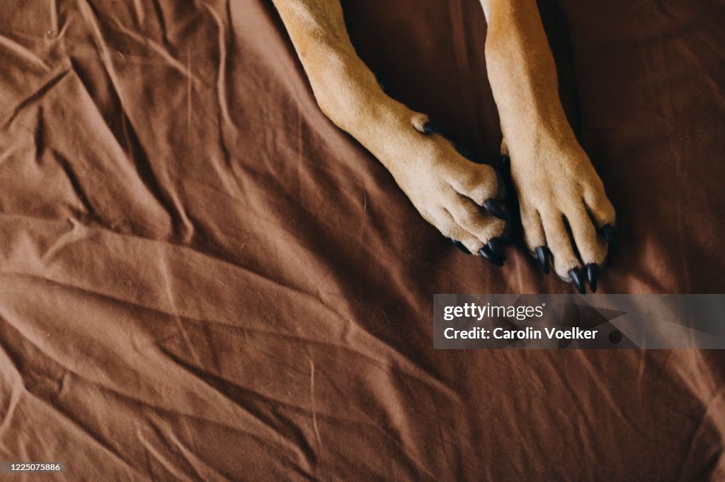 Two dog paws with black nails on a crumpled brown bedsheet, seen from above
