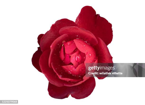 bright red rose bud in the drops of rain on white background. - pink flowers imagens e fotografias de stock