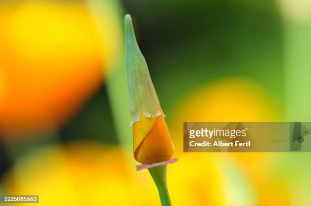 goldmohnhütchen - california poppies stock pictures, royalty-free photos & images