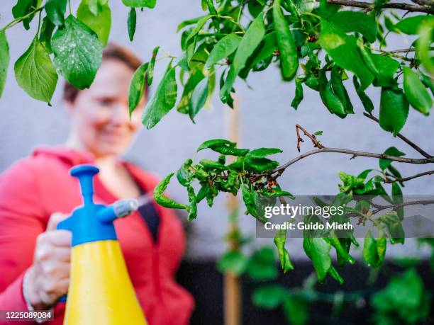 woman spraying environmentally friendly biocide of nettle plant. - aphid stock pictures, royalty-free photos & images