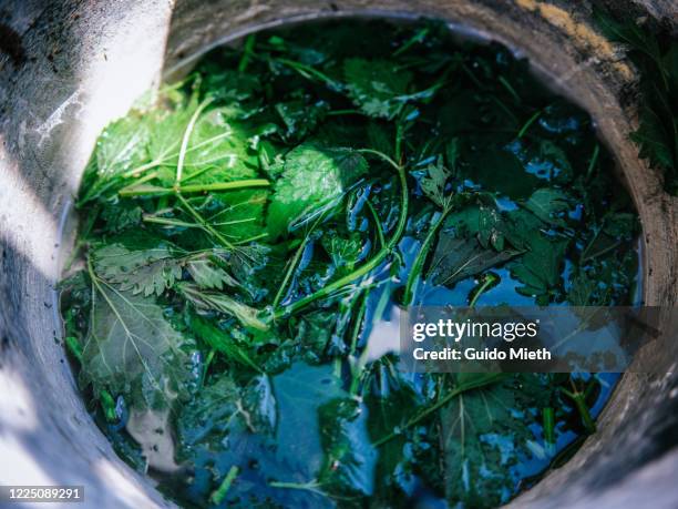 environmentally friendly biocide making of nettle. - brennessel stock-fotos und bilder