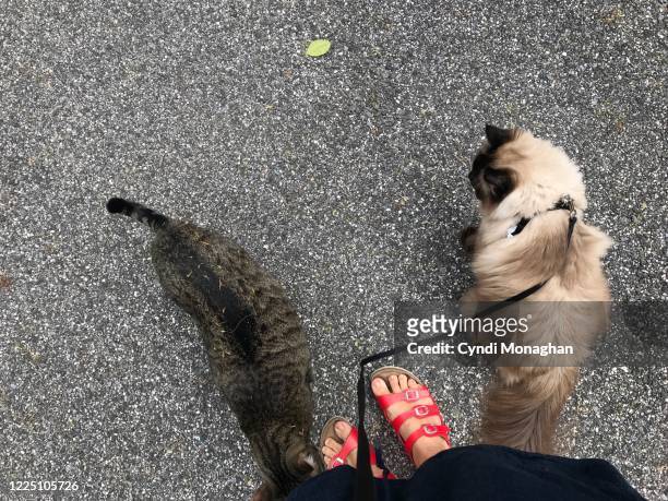 personal perspective of a woman walking two cats - cat walking stock pictures, royalty-free photos & images
