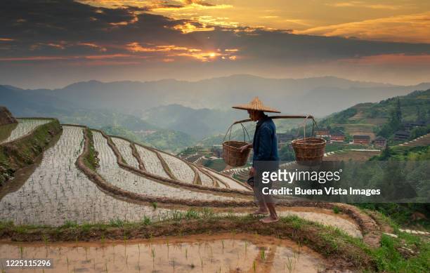 chinese farmer in rice fields - luogo d'interesse internazionale foto e immagini stock