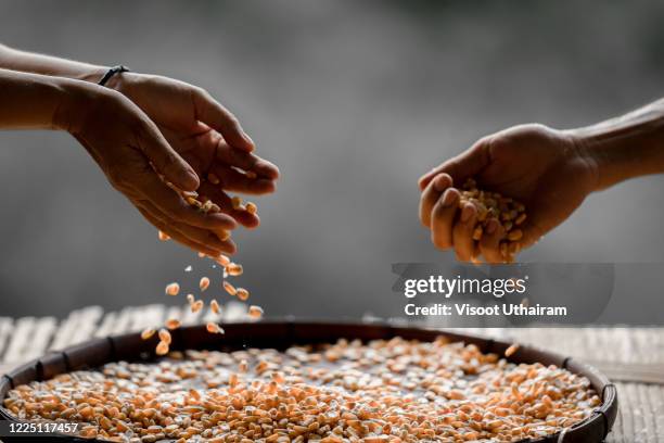 human hands holding and pouring heap of seed. - arm made of vegetables stock pictures, royalty-free photos & images