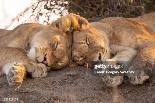 two lions sleep with heads touching - animals in the wild stock pictures, royalty-free photos & images